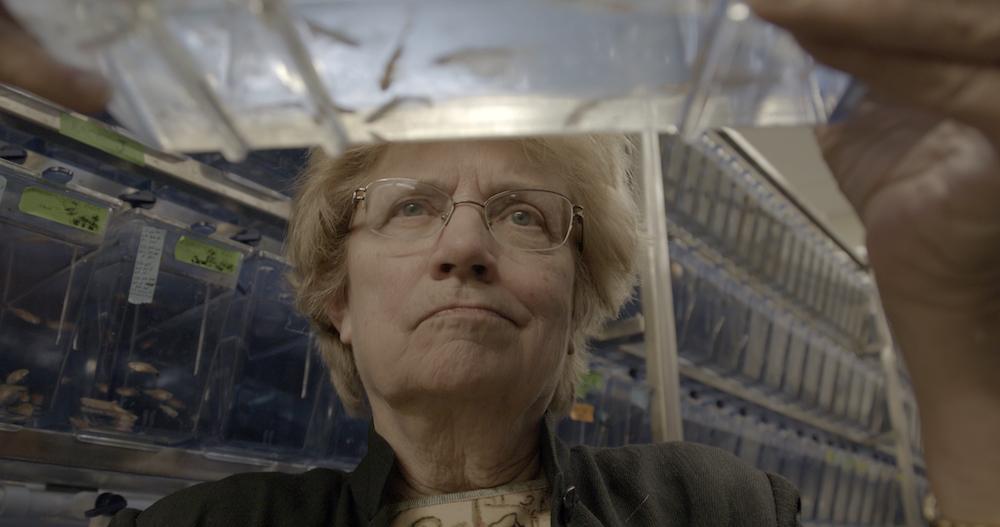 Headshot from below of a woman intently watching a tank of small fish with a serious expression.